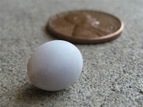 Mediterranean Gecko – Eggs – DFW Urban Wildlife