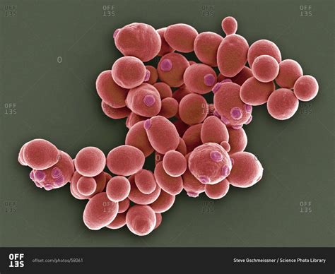 Yeast cells under a Color scanning electron micrograph of cells of brewer's yeast (Saccharomyces ...