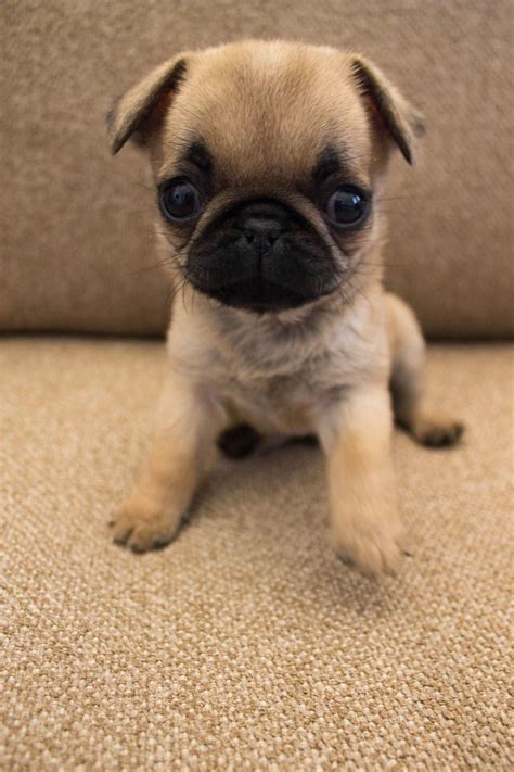 Learn even more details on pug dogs. Take a look at our site. | Cute ...