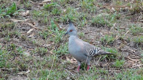 Crested Pigeon | MarkEisingBirding