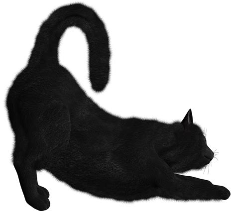 Black Cat Png Image Transparent HQ PNG Download | FreePNGImg