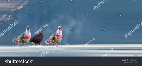 1,158 Blood pheasant bird Images, Stock Photos & Vectors | Shutterstock