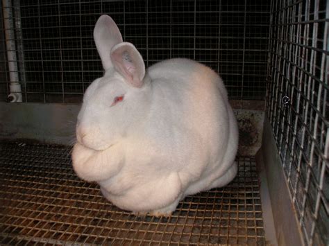 M an' M Rabbitry Blog: You know a rabbit is fat when...