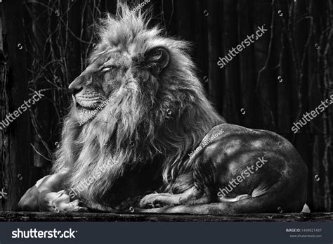 53,573 Lion eyes Images, Stock Photos & Vectors | Shutterstock