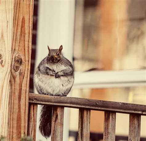 Fat Squirrels That Love To Stuff Their Faces