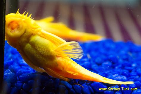 Bristlenose albino pleco photos @ Shrimp Tank