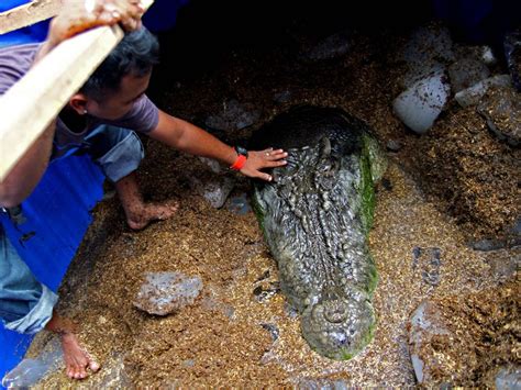 Philippine town mourns largest captive crocodile Lolong's death ...