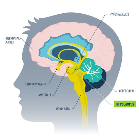 10 Ways To Improve Your Hippocampus Function - Growth Engineering