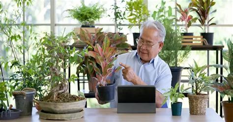 5 Simple Indoor Gardening Activities for Seniors – My Garden Plant