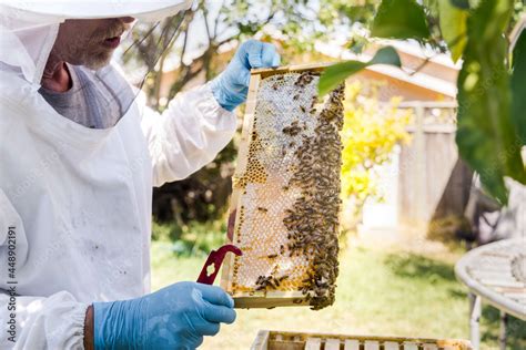 Bee Keeper and Hives Stock Photo | Adobe Stock