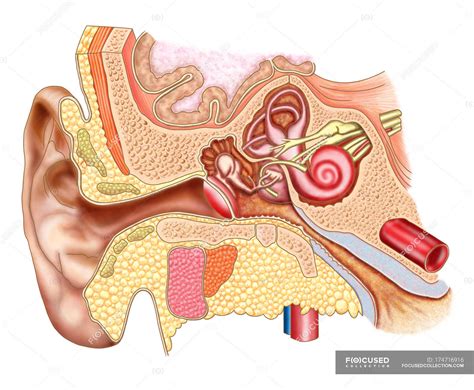 Medical illustration of human ear anatomy — ear canal, inner ear - Stock Photo | #174716916