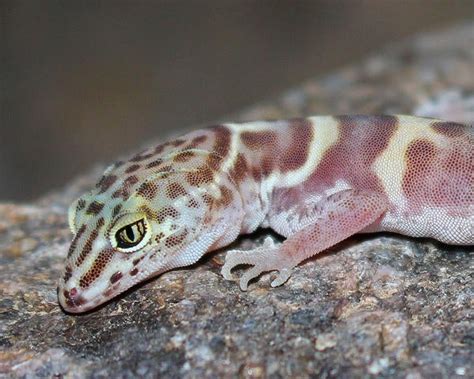 Western banded gecko | UCR News | UC Riverside