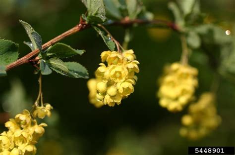 Barberry, Common | Vermont Invasives