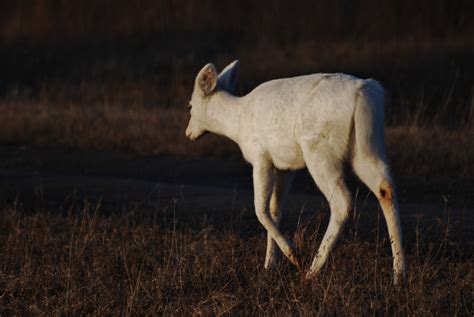 Mission Musings: White Deer in Seneca, New York