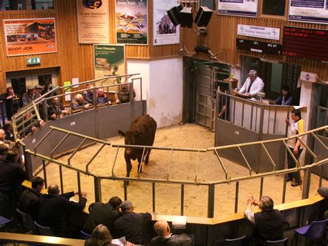 'Unprecedented' special sale under way at Orkney Auction Mart - The Orcadian Online