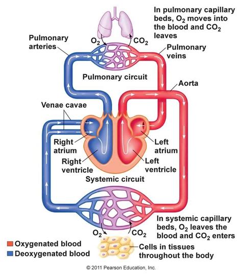 Pulmonary Circuit Schematic Diagram