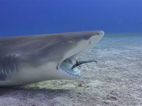 The Dentist - Remora cleaning the mouth of a lemon shark in beautiful ...