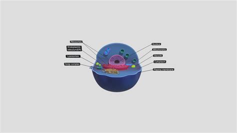 Eukaryotic Cell - 3D model by satheesh3dgeneralist [ccc383a] - Sketchfab