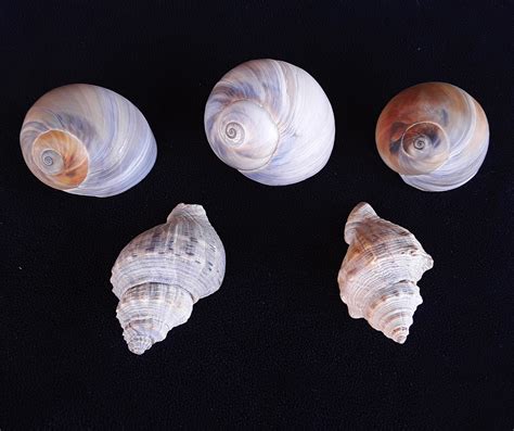 Larger Hermit Crab Shells, Set of 10, US Shipping Included