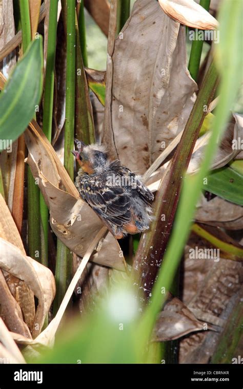 Red-winged Blackbird nest Stock Photo - Alamy