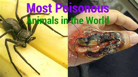 Most Poisonous Animals in the World - YouTube