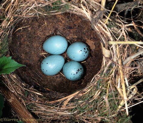 Song Thrush nest photo WP05571