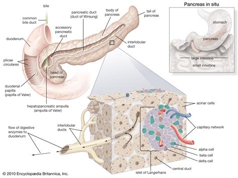 Vater’s ampulla | anatomy | Britannica