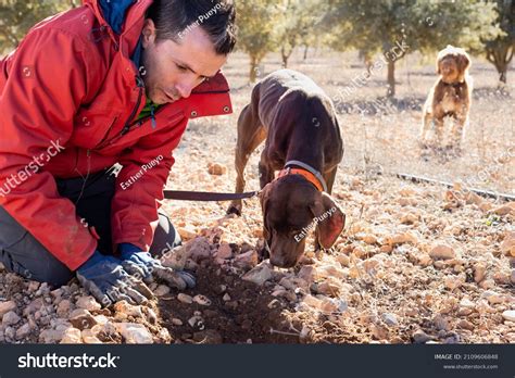 432 Black Truffle Hunting Images, Stock Photos & Vectors | Shutterstock