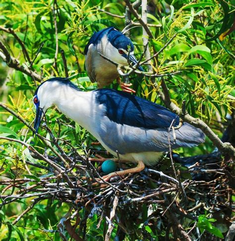 Story of a black crowned night heron building its nest, black crowned ...