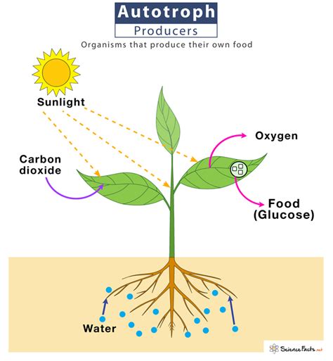 Autotrophs (Primary Producer) – Definition, Types, Examples & Diagram