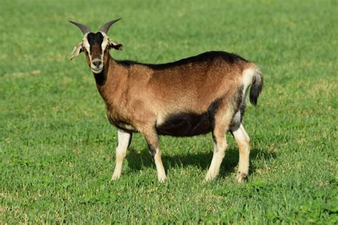 Our Spanish Goats – Duffy Livestock