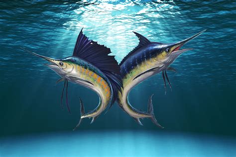 Sailfish vs Marlin - FishingBooker Blog