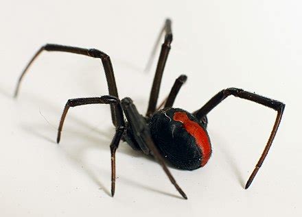 Redback spider - Wikipedia