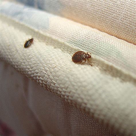 How to Detect Bed Bugs | Signs of Bed Bugs | Orkin