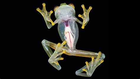 Glass Frogs - NWF | Ranger Rick