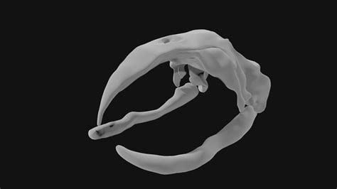 Bowhead whale skull 3d model - Team 3d Yard