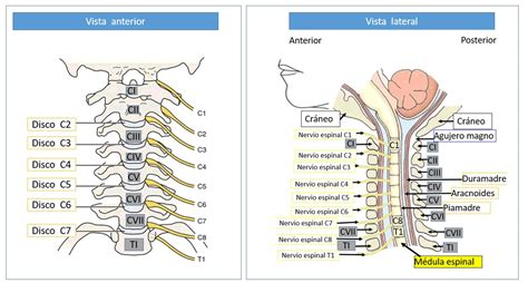 Plexo De Los Nervios Espinales