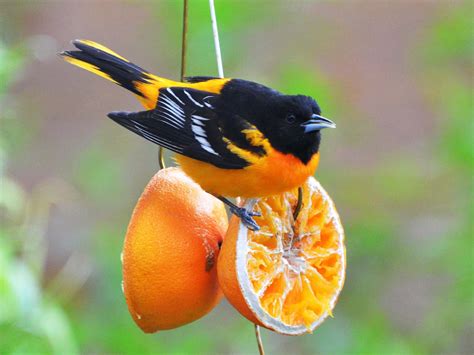 Download Baltimore Oriole Bird On Orange Animal Photography Picture ...