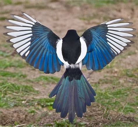 American Magpie...what a beauty! servicedogs #petbirds #birdfeathers # ...