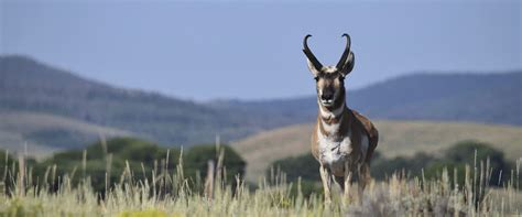 Wildlife Watching