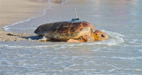 Tour de Turtles This Saturday at Disney's Vero Beach Resort! | Chip and Company | Vero beach ...