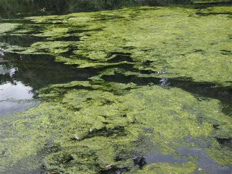 Algae floating on water | Stock Photos ~ Creative Market