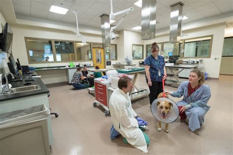 Our Services – Flint Animal Cancer Center