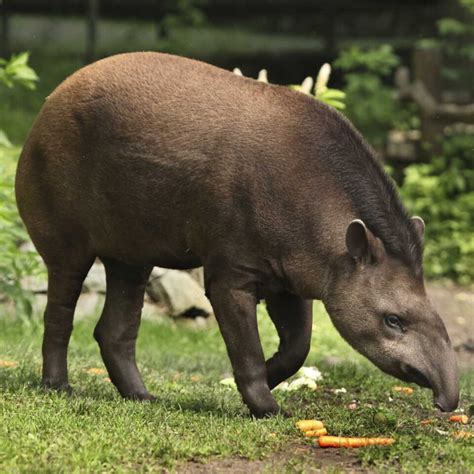 10 Interesting Facts About Tapirs - Factopolis