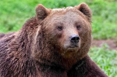 Premium Photo | Close-up photo of grizzly bear