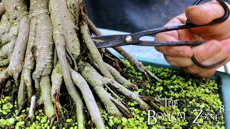 Pruning Three Different Style Ficus, Part 3, The Bonsai Zone, July 2021