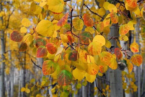 Aspen leaves – Artofit