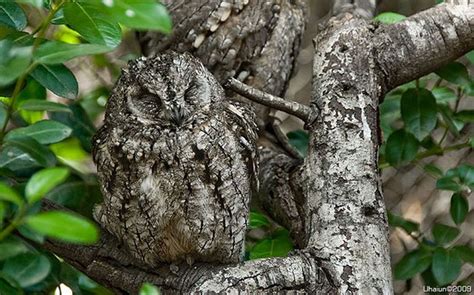 Owl Camouflage | Animals