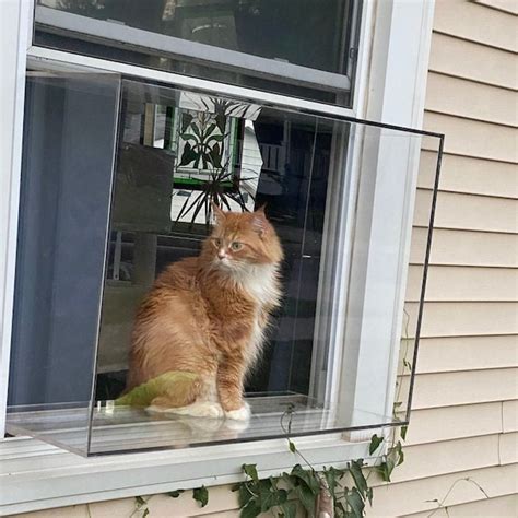 Cat Window Box - Etsy