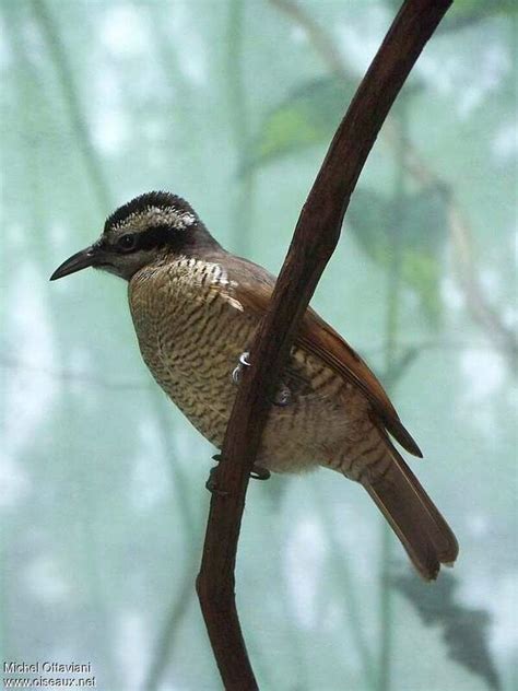 Superb Bird-of-paradise - Lophorina superba female adult - miot112694